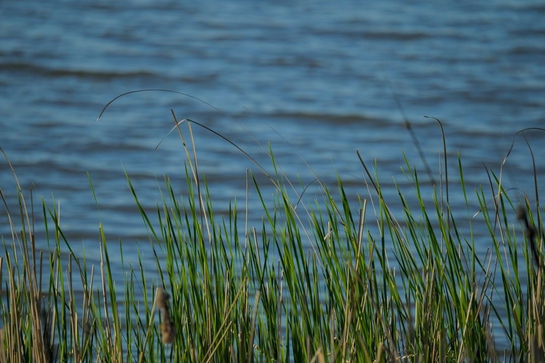 Schilfhalme am Ufer eines wellenbewegten Sees